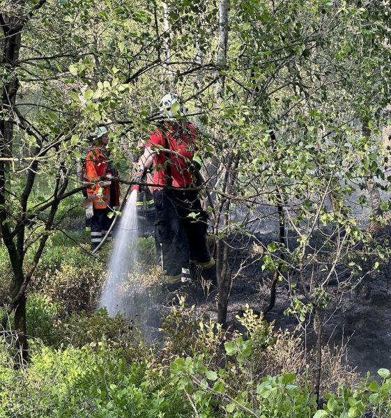 Feuer Wald groß (FW3)